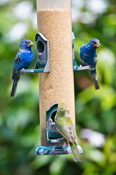 Florida-Immokalee-Midney Home-Indigo Bunting and female Painted Bunting on millet feeder